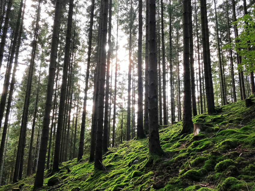 skog, avkoppling och stresshantering