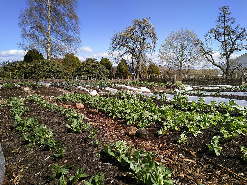 Ett trädgårdsland med grönsaksodling enligt permakultur