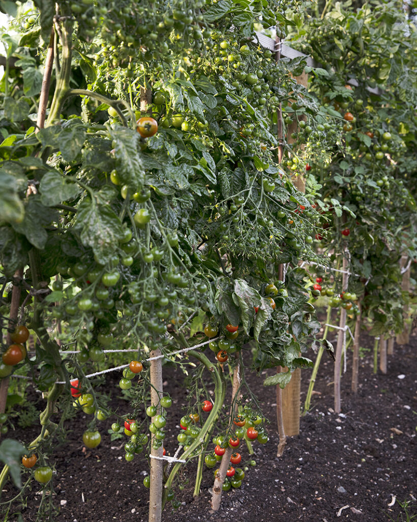 Tomater som mognar på sin planta i köksträdgården.
